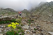 42 Papavero alpino (Papaver rhaethicum)